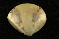 藏品(普通文蛤)的圖片